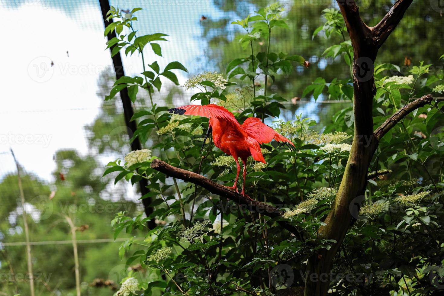 l'ibis écarlate, eudocimus ruber assis sur l'arbre. Ibis rouge sur fond vert. oiseau d'eau rouge sur le sol dans l'herbe sur fond vert. photo