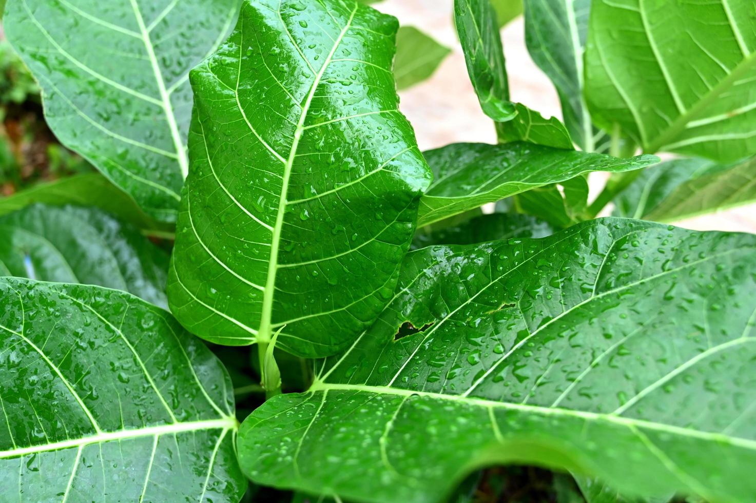 feuilles vertes avec des gouttes de pluie dans le jardin d'été photo