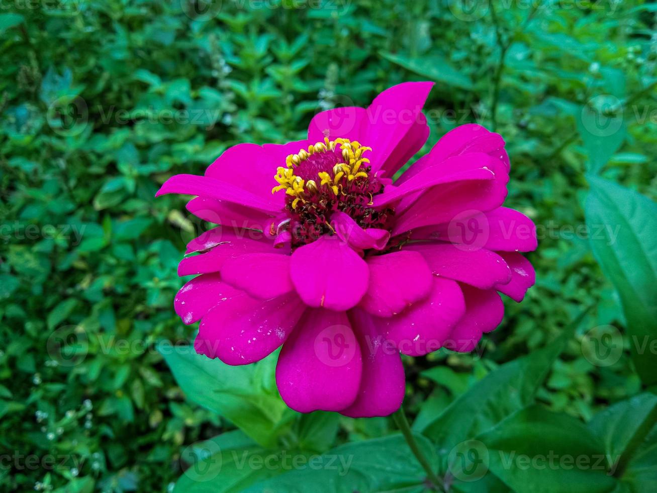 le zinnia commun rose ou zinnia fleurit magnifiquement photo