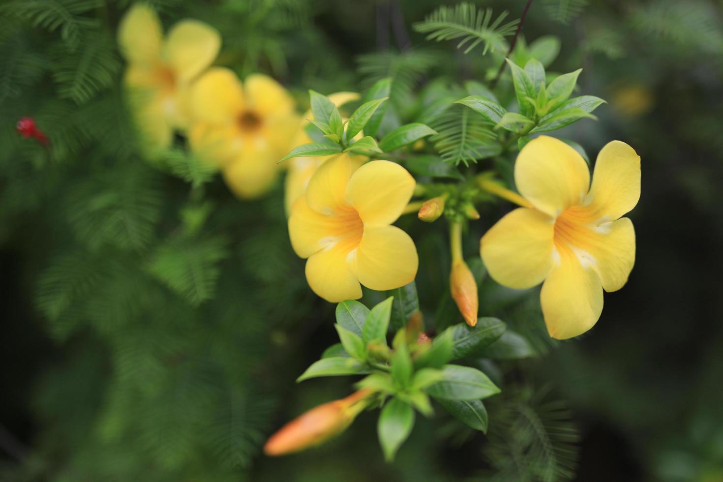 beau champ de fleurs dans le jardin avec arrière-plan flou photo