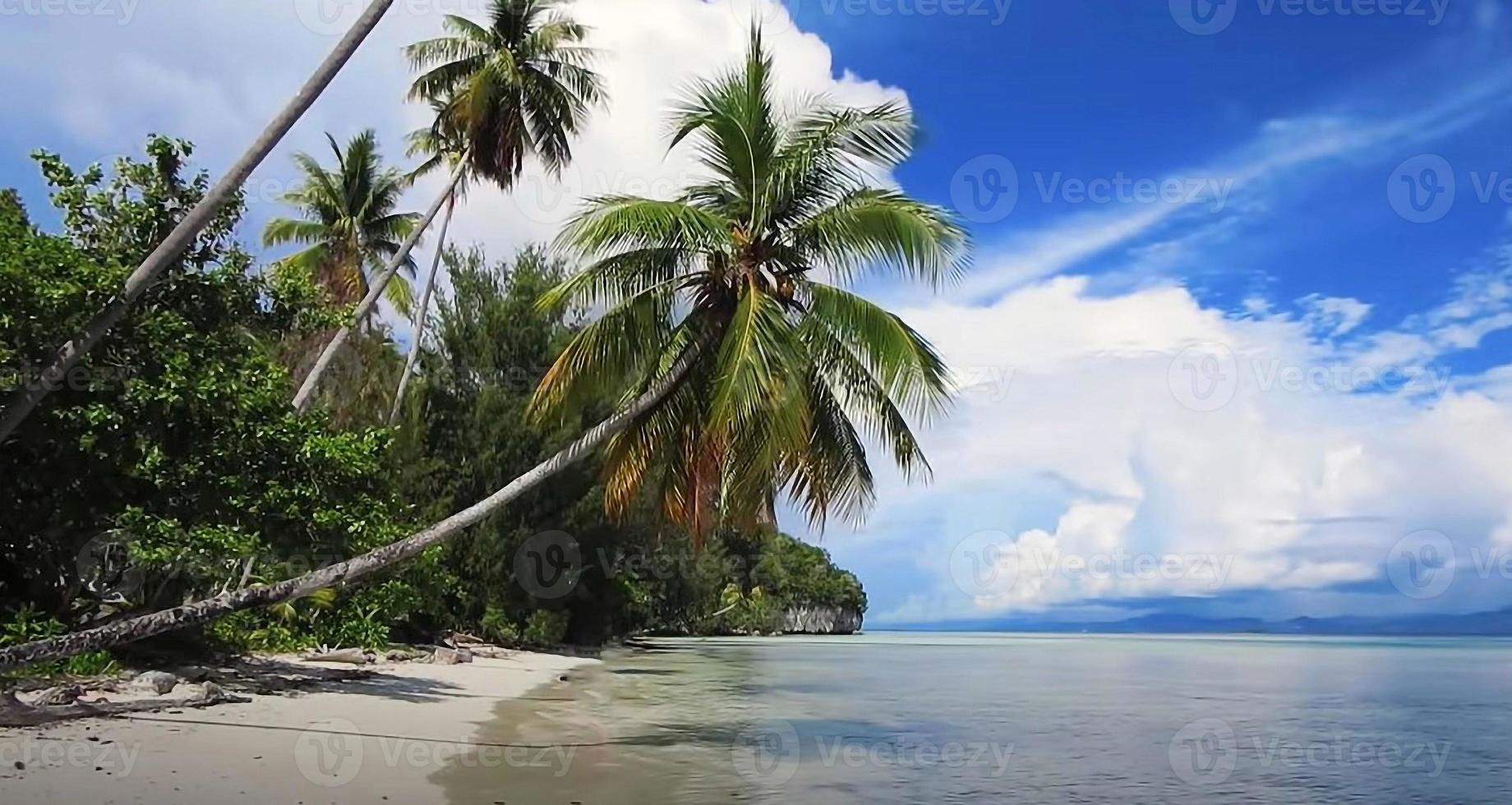 plage paradisiaque tropicale avec sable blanc et palmiers tourisme panoramique photo