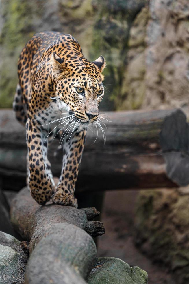 léopard du Sri Lanka photo