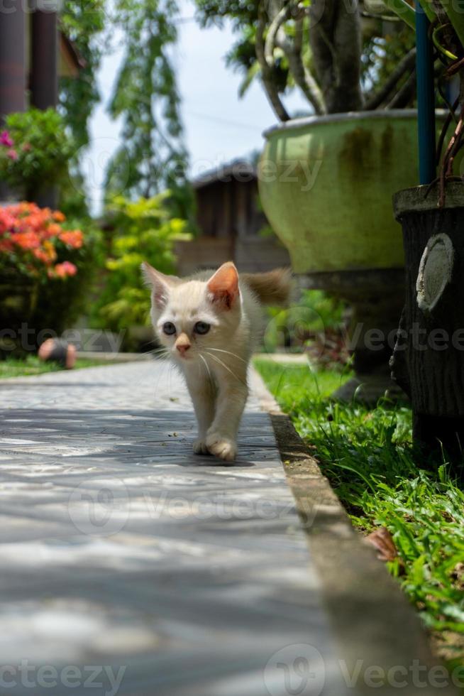 mignon chaton blanc à la recherche. petit chat blanc jouant dans le jardin. photo