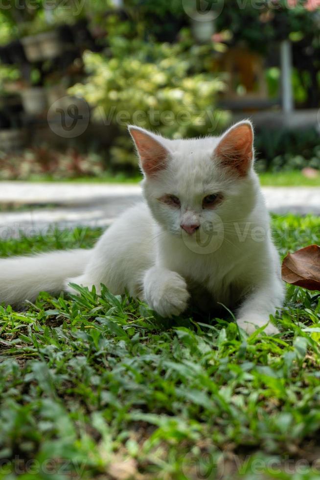 mignon chaton blanc à la recherche. petit chat blanc jouant dans le jardin. photo