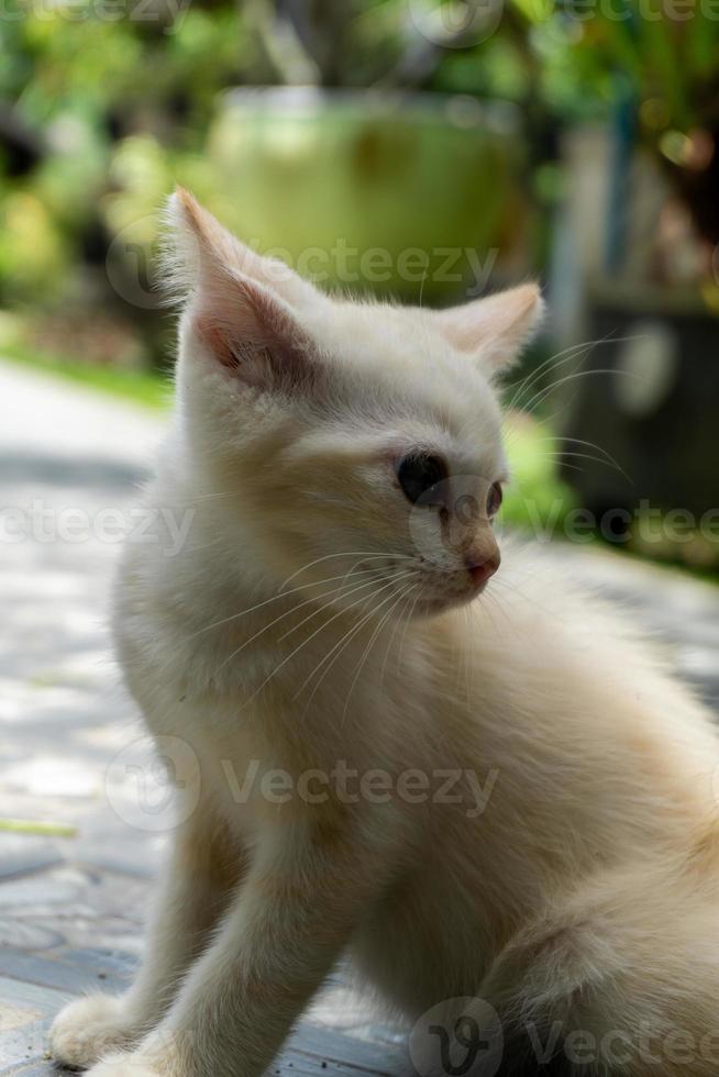 mignon chaton blanc à la recherche. petit chat blanc jouant dans le jardin. photo