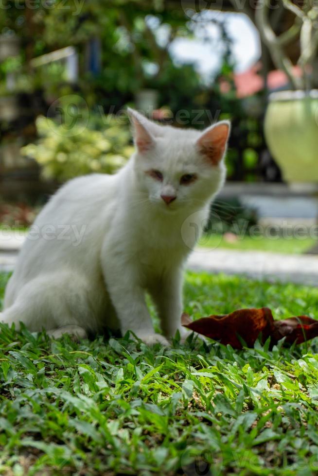 mignon chaton blanc à la recherche. petit chat blanc jouant dans le jardin. photo