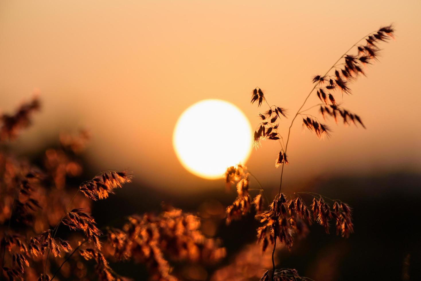 soleil au coucher du soleil dans le champ fleur herbe photo