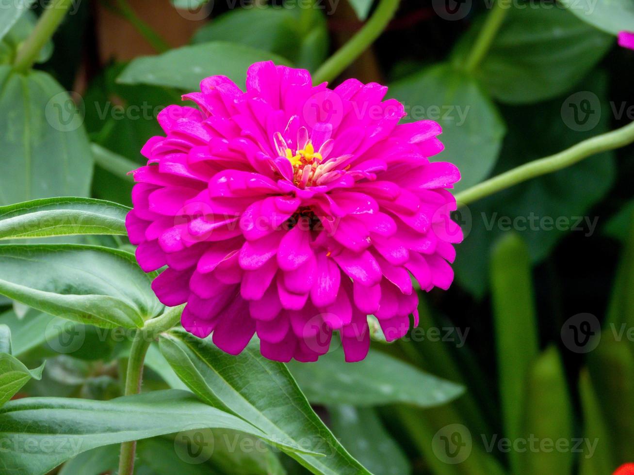 fleur de zinnia qui fleurit dans le jardin photo