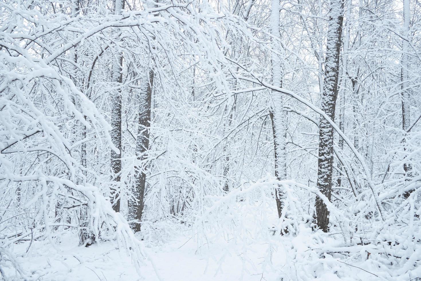 branches d'arbres pliées sous le poids de la neige. photo