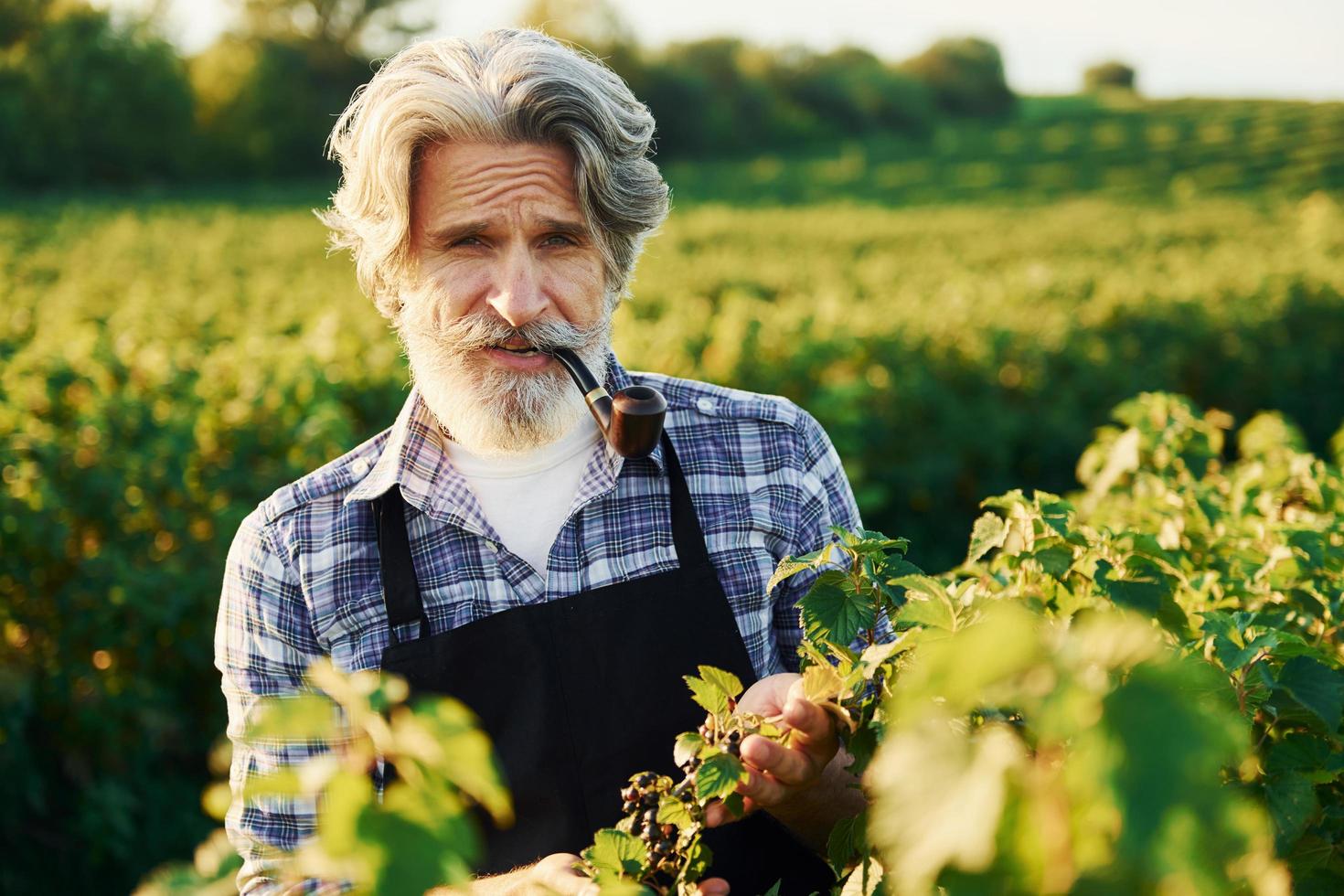 fumer et regarder des baies. Senior homme élégant aux cheveux gris et barbe sur le terrain agricole avec récolte photo