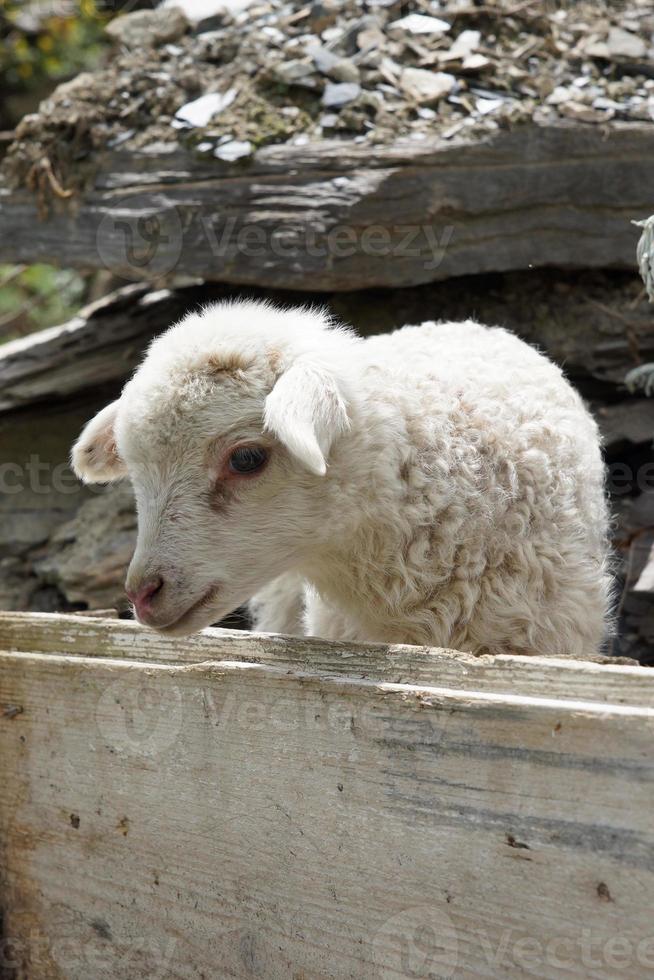 agneau dans une ferme à Swanetia, Géorgie, Europe photo