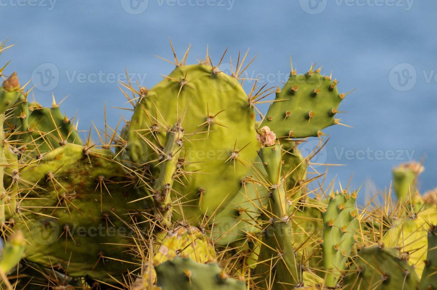 figue de barbarie vert sauvage cactus succulent photo