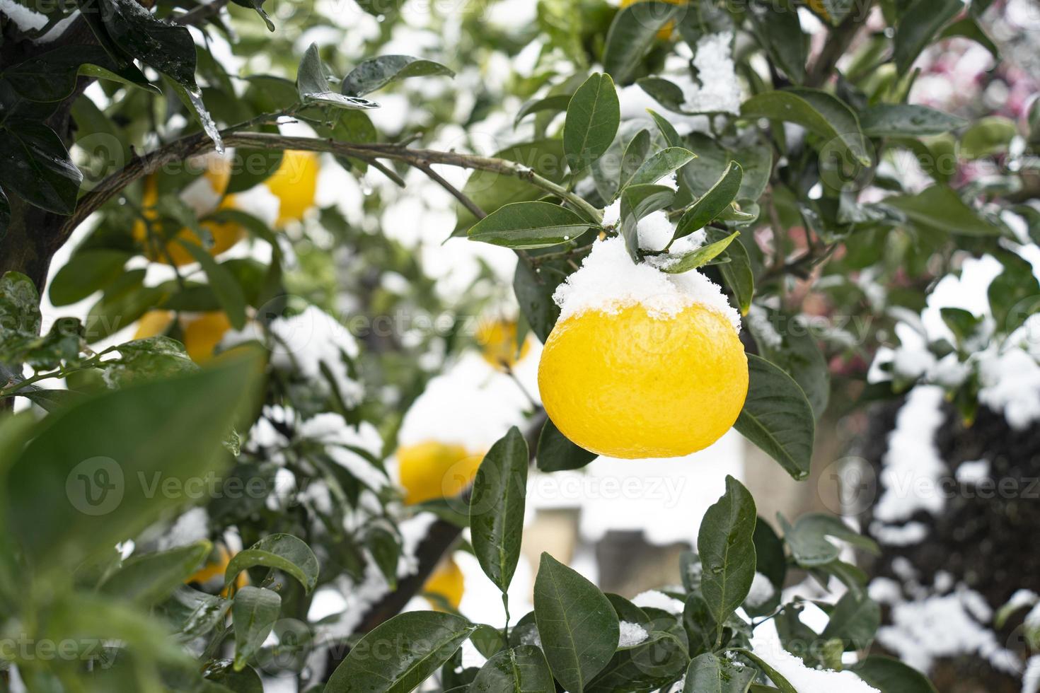 mandarines et feuilles sur l'île de jeju photo