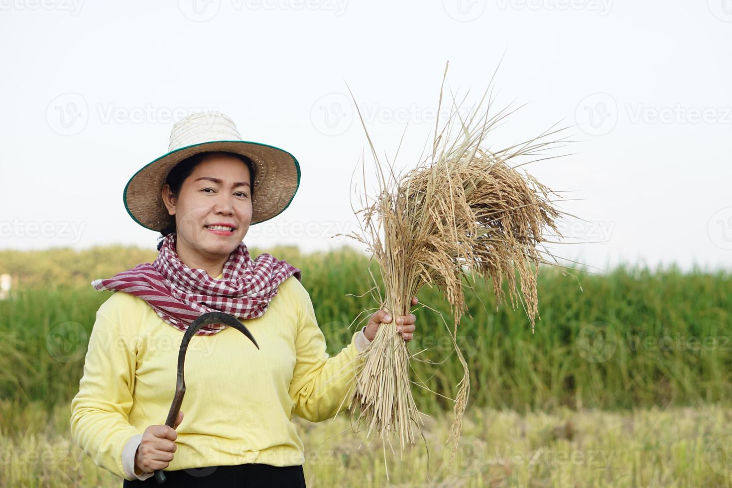 une agricultrice asiatique heureuse porte un chapeau, un pagne thaïlandais, tient une faucille pour récolter des plants de riz dans une rizière. concept, profession agricole, agriculteur cultive du riz biologique. satisfait. photo