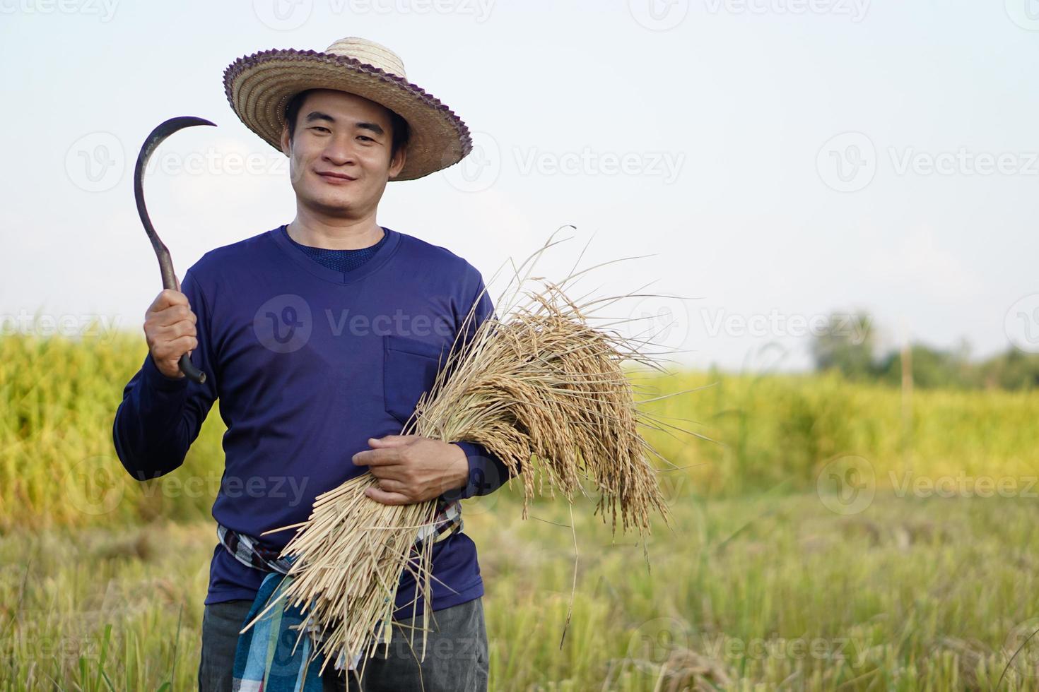 beau fermier asiatique portant un chapeau, tenant une faucille et des plants de riz récoltés dans une rizière. concept, profession agricole, agriculteur cultivant du riz biologique. photo