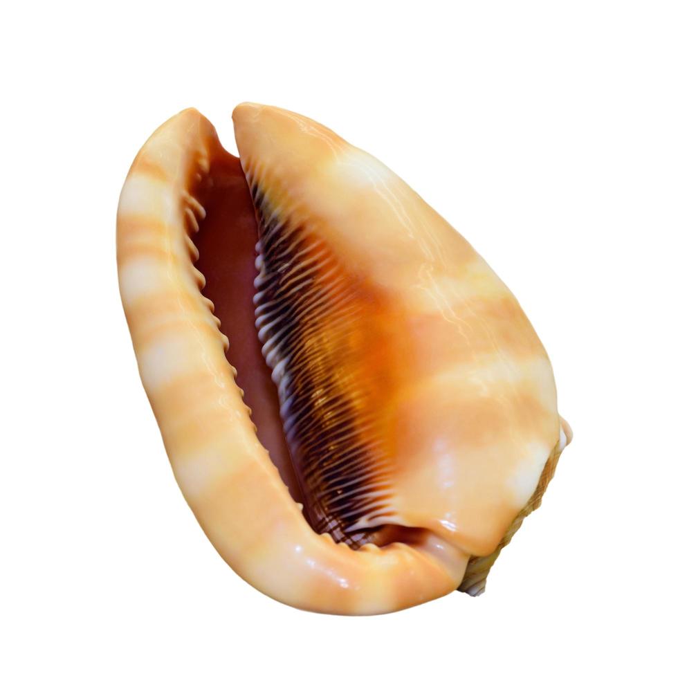 coquille de cypraecassis rufa ou casque bullmouth photo