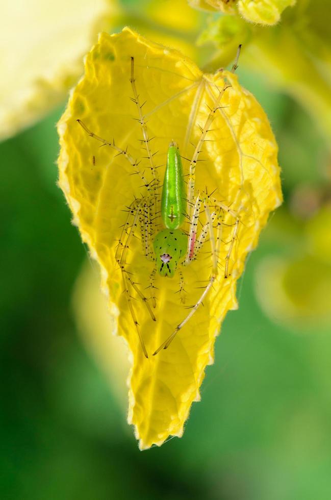 l'araignée lynx verte est une araignée vert vif bien visible que l'on trouve sur les feuilles des plantes photo