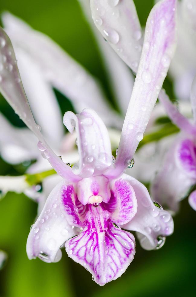 hybrides d'orchidées dendrobium est blanc avec des rayures roses. photo