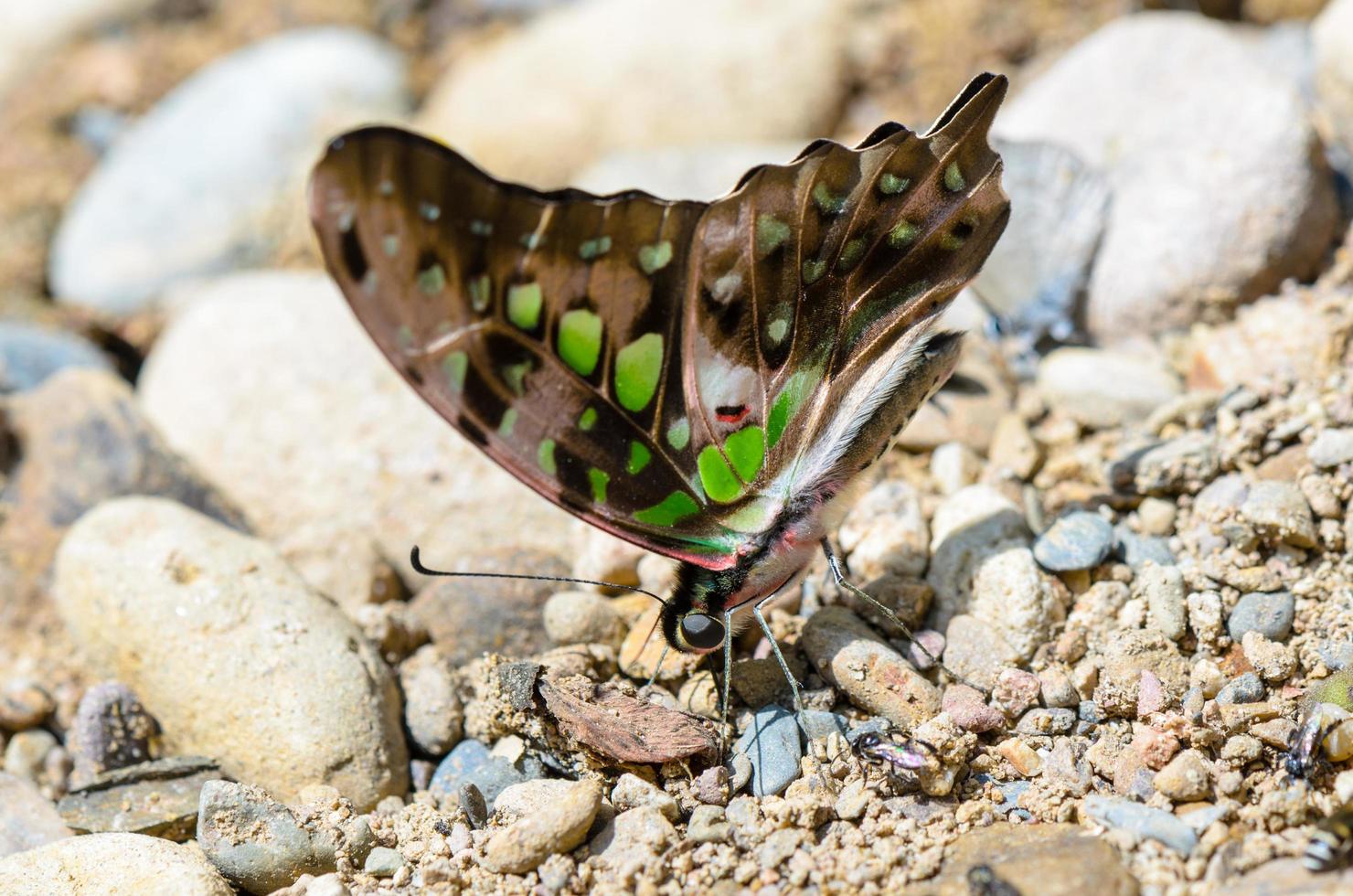 Close up tailed jay papillon avec des taches vertes sur les ailes photo