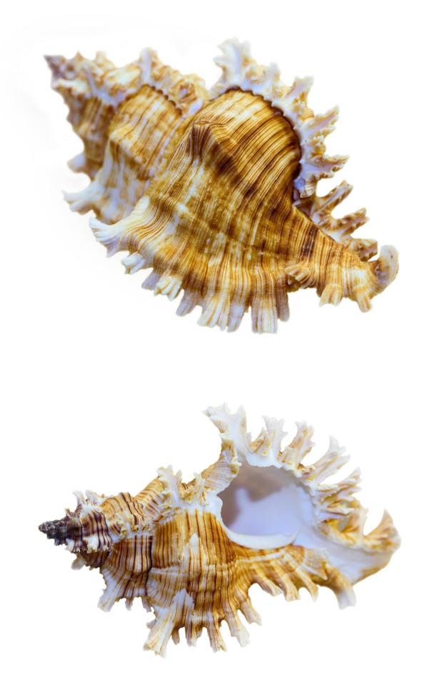 coquille de murex saulii ou chicoreus saulii photo