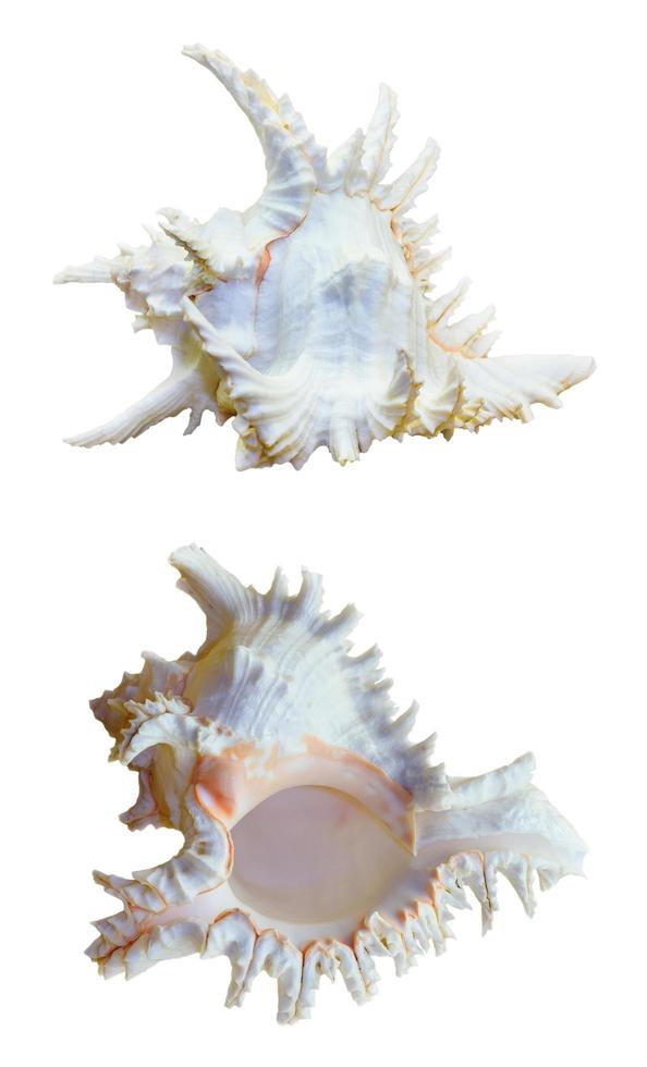 coquille de chicoreus ramosus, ramose murex photo