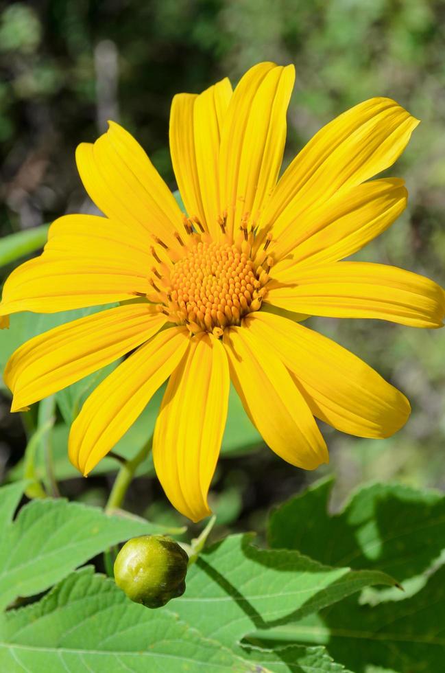 tournesol mexicain, les fleurs sont jaune vif photo