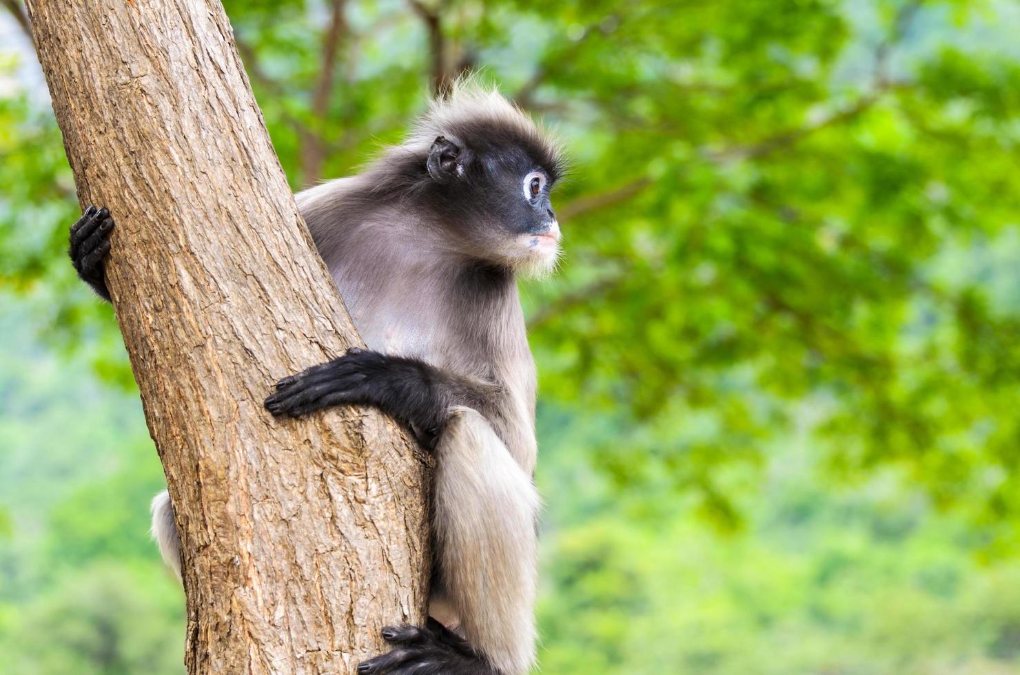 Singe feuille sombre ou trachypithecus obscurus on tree photo