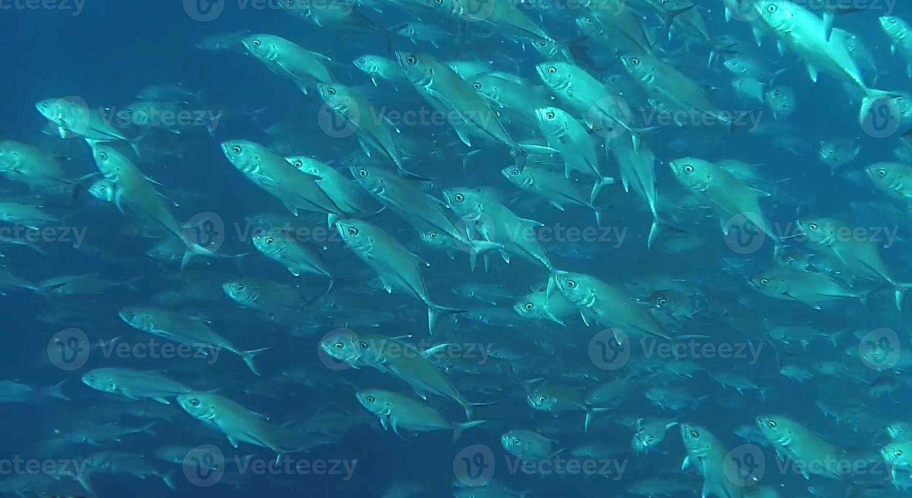 groupe de poissons ou banc de poissons à l'océan nageant en groupe sur fond bleu photo