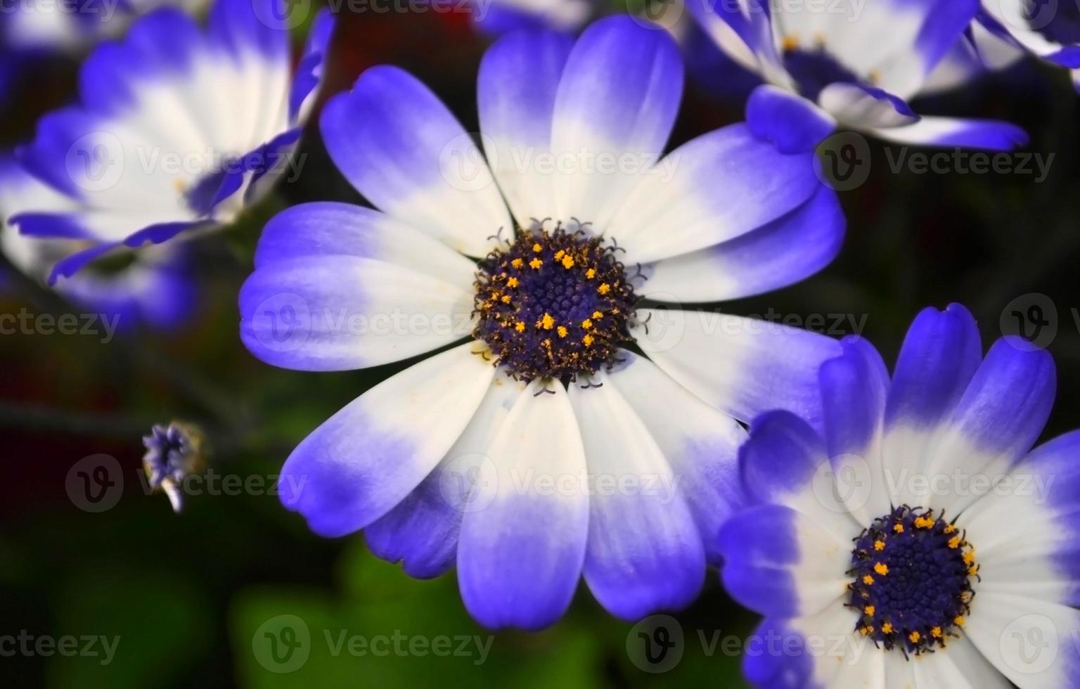 marguerite de la rivière des cygnes ou compositae également connue sous le nom de fleurs bleues délicates, pericallis bleu en pot photo