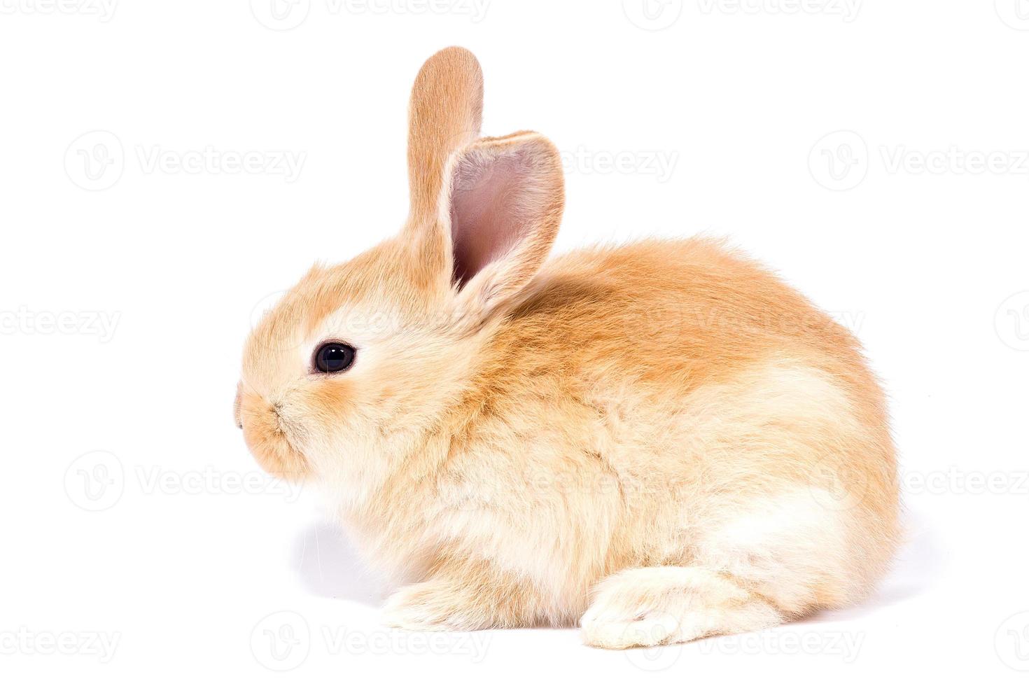 tête d'un lapin au gingembre sur fond blanc. lièvre décoratif. notion de Pâques. photo