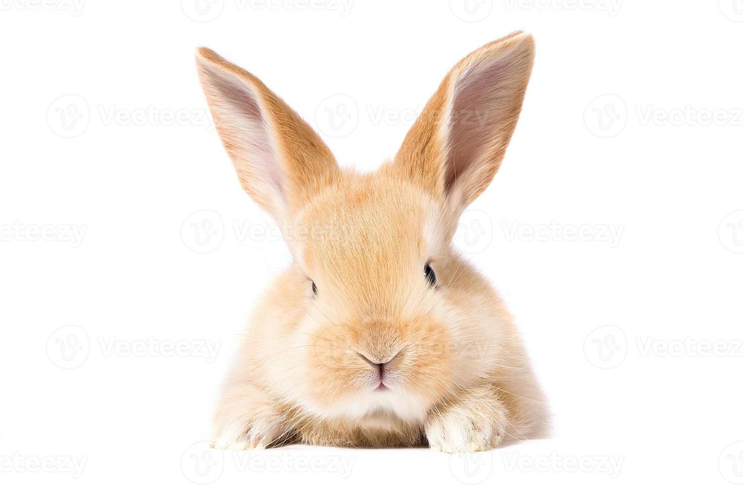 tête d'un lapin au gingembre sur fond blanc. lièvre décoratif. notion de Pâques. photo