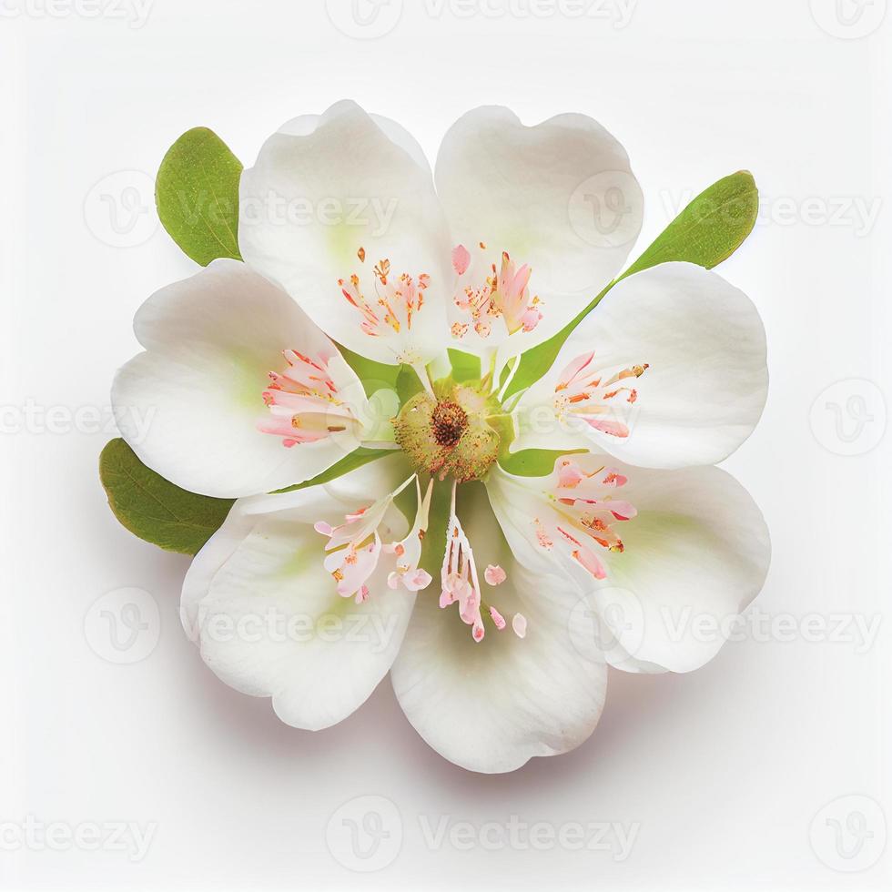 vue de dessus une fleur de fleur de pommier isolée sur fond blanc, adaptée pour une utilisation sur les cartes de la saint-valentin photo