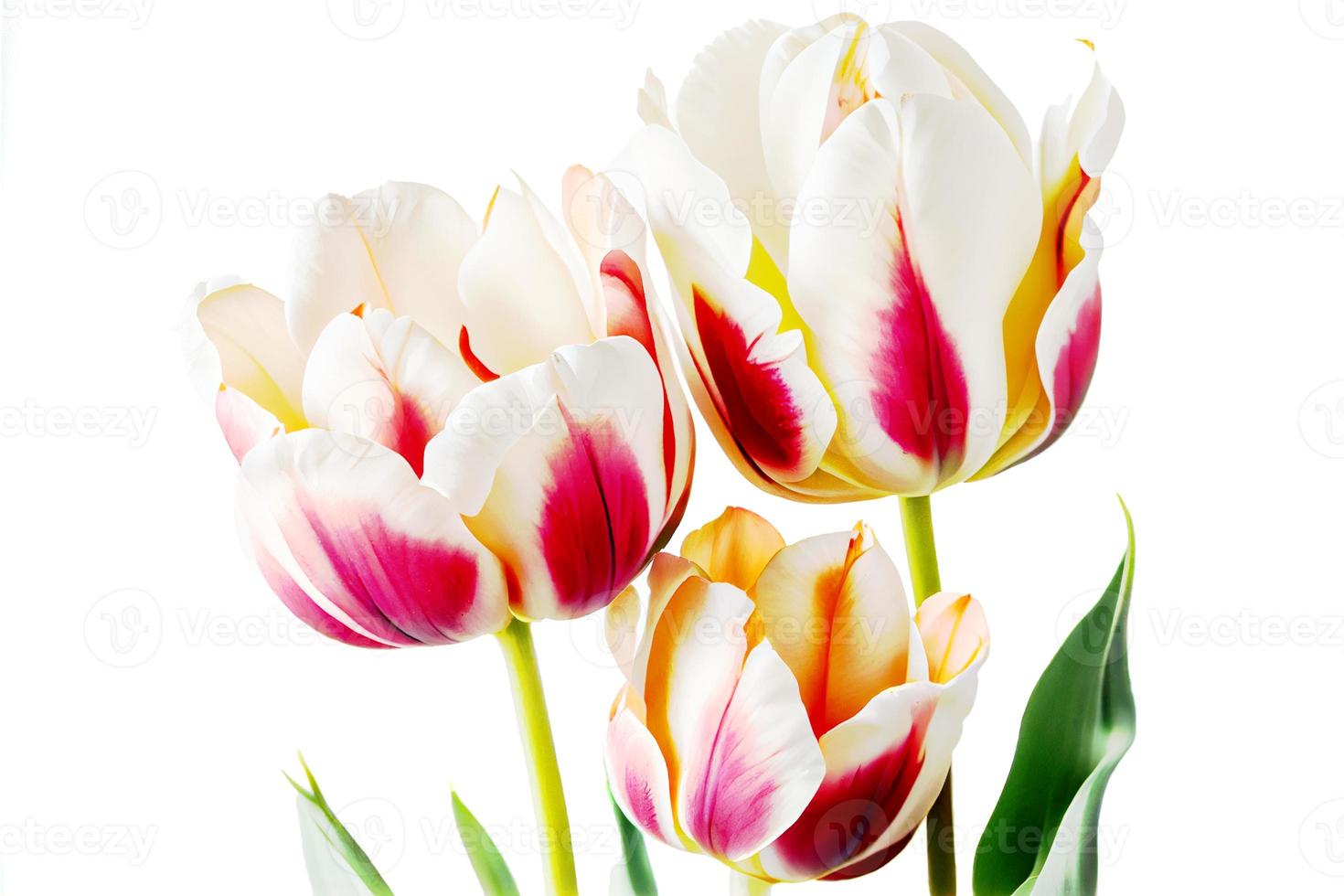 bouquet de fleurs de tulipes fraîches et colorées isolées sur blanc avec espace de copie. idéal pour les projets. photo