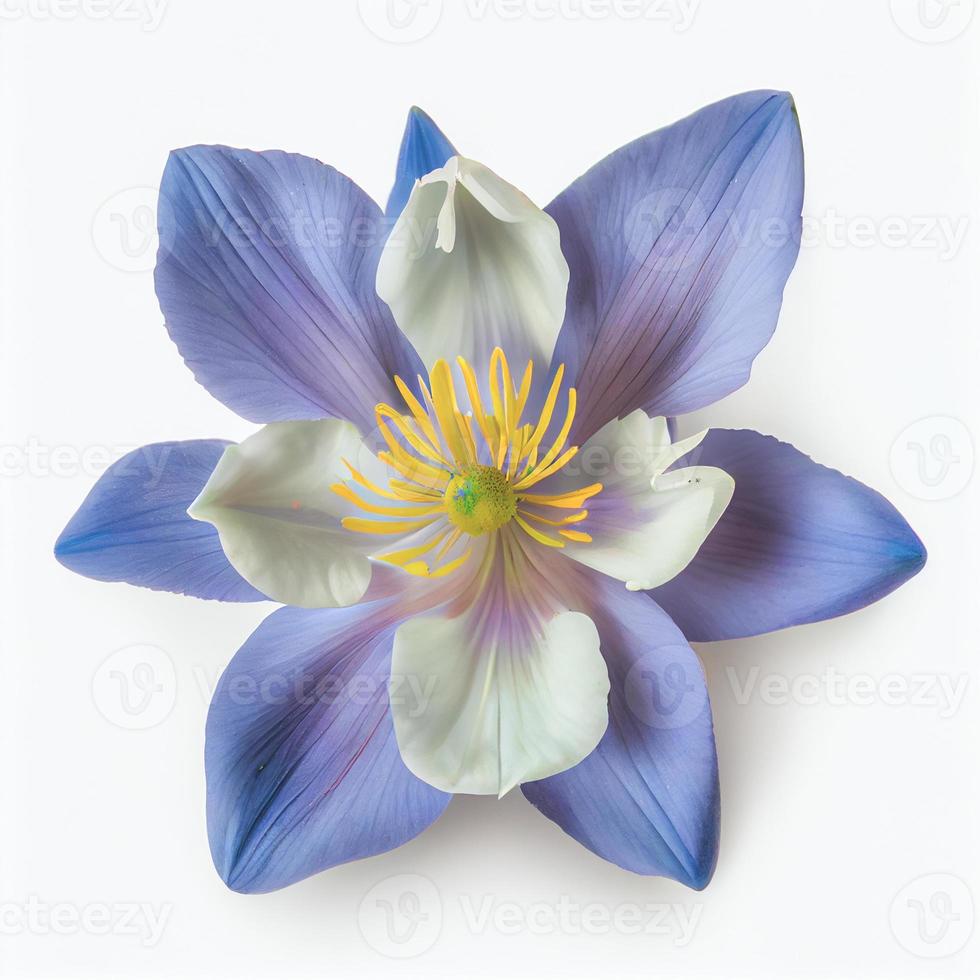 vue de dessus une fleur d'ancolie bleu colorado isolée sur fond blanc, adaptée pour une utilisation sur les cartes de la saint-valentin photo