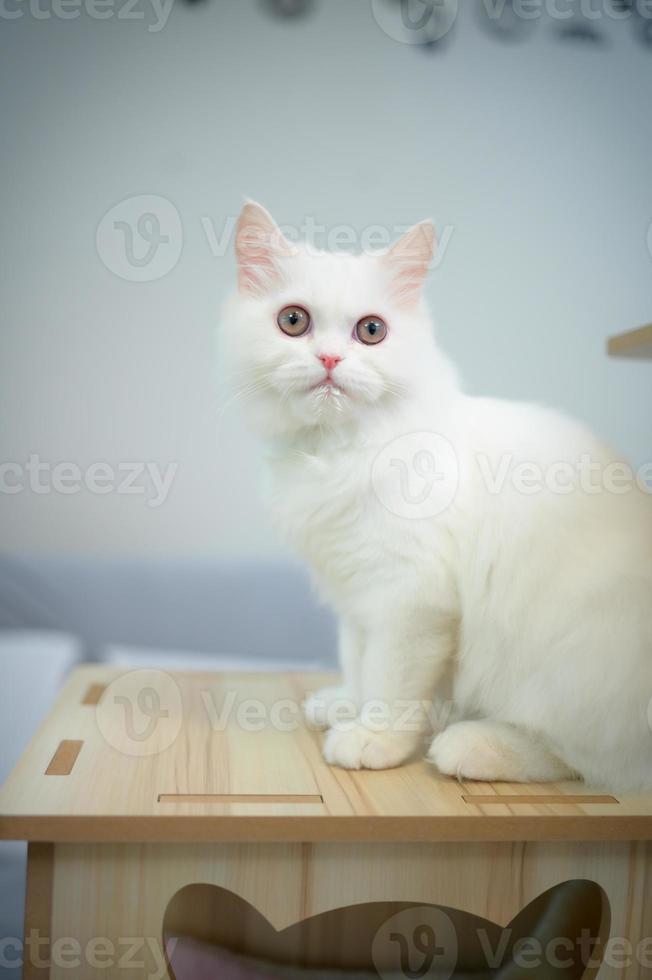 chat persan l'une des races les plus populaires de chats attrayants. photo