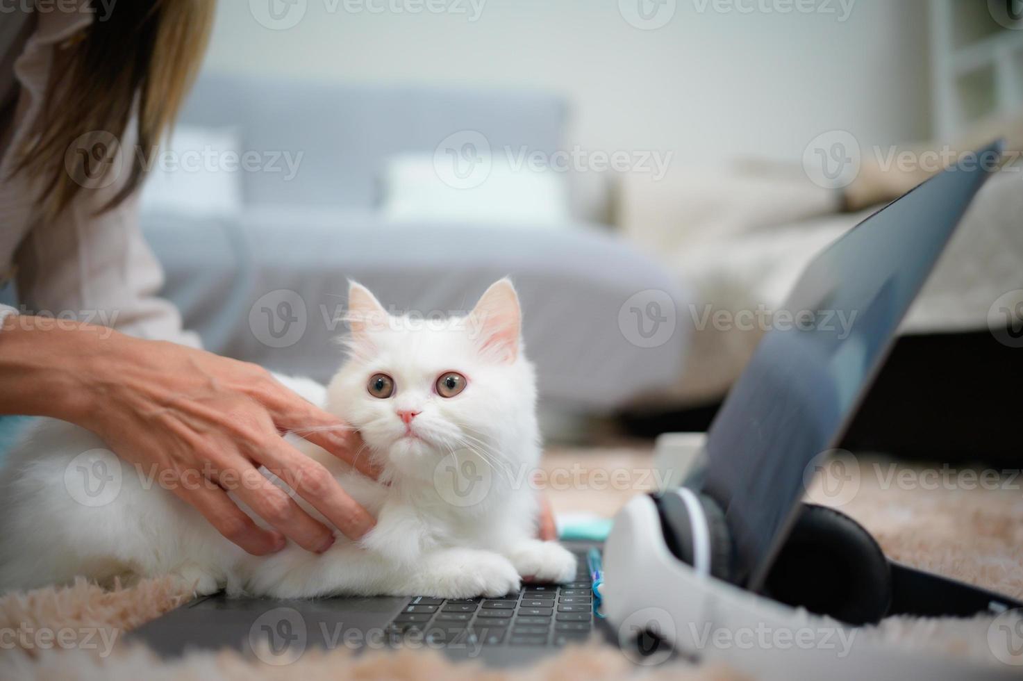 une jeune femme travaille à la maison tandis qu'un chat persan blanc photo