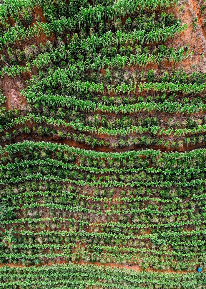 Drone aérien vue d'une plantation de café à manhuacu, minas gerais, brésil photo