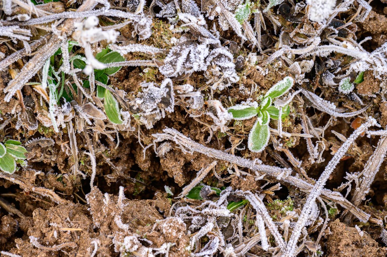 gros plan d'herbe avec de la glace, gelées printanières matinales, réveil printanier. photo