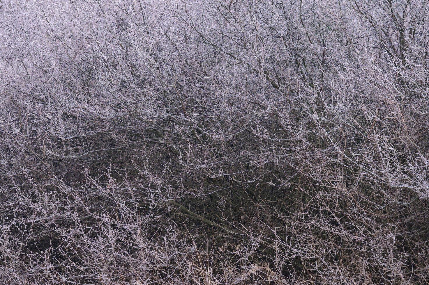 gros plan d'herbe avec de la glace, gelées printanières matinales, réveil printanier. photo