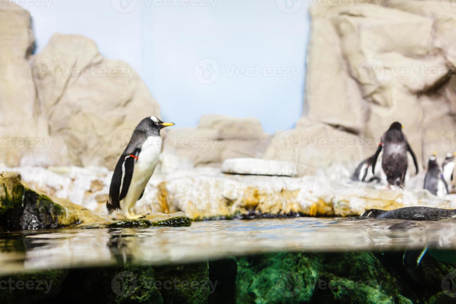 pingouin dans sa nature habitée dans l'aquarium. copie espace photo