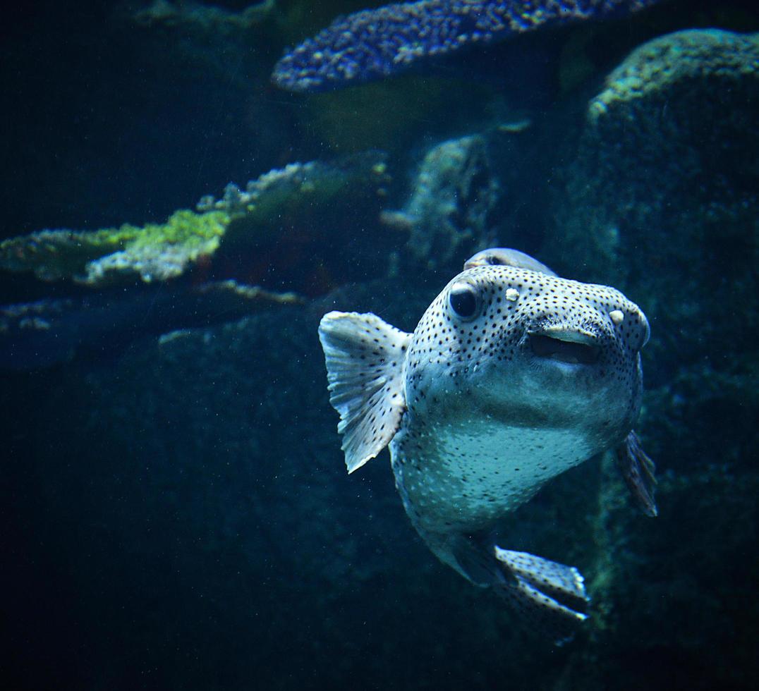 poisson-globe à points noirs nageant la vie marine dans l'océan photo