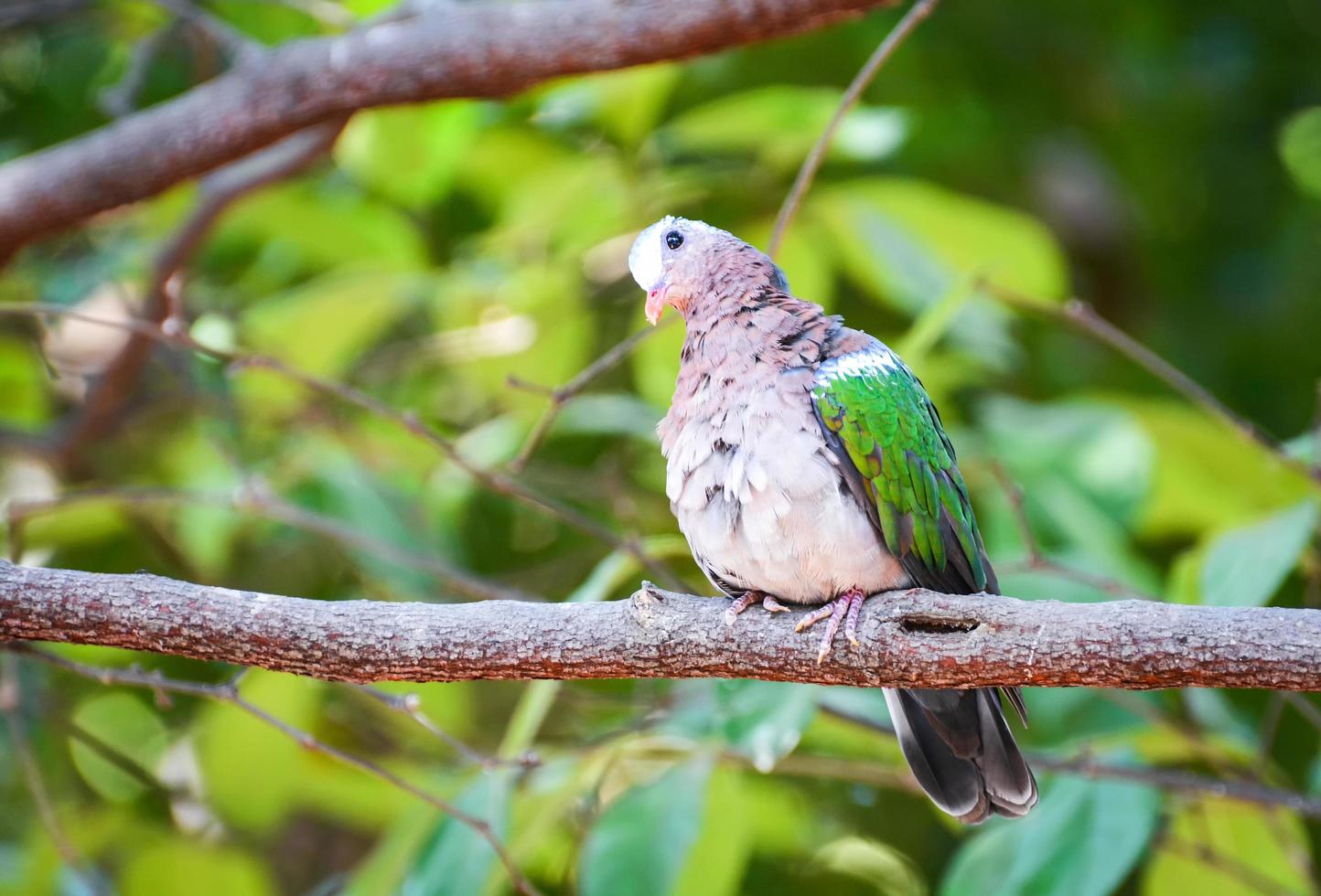 Colombe émeraude commune oiseau asiatique aile verte assis sur fond de nature arbre branche photo