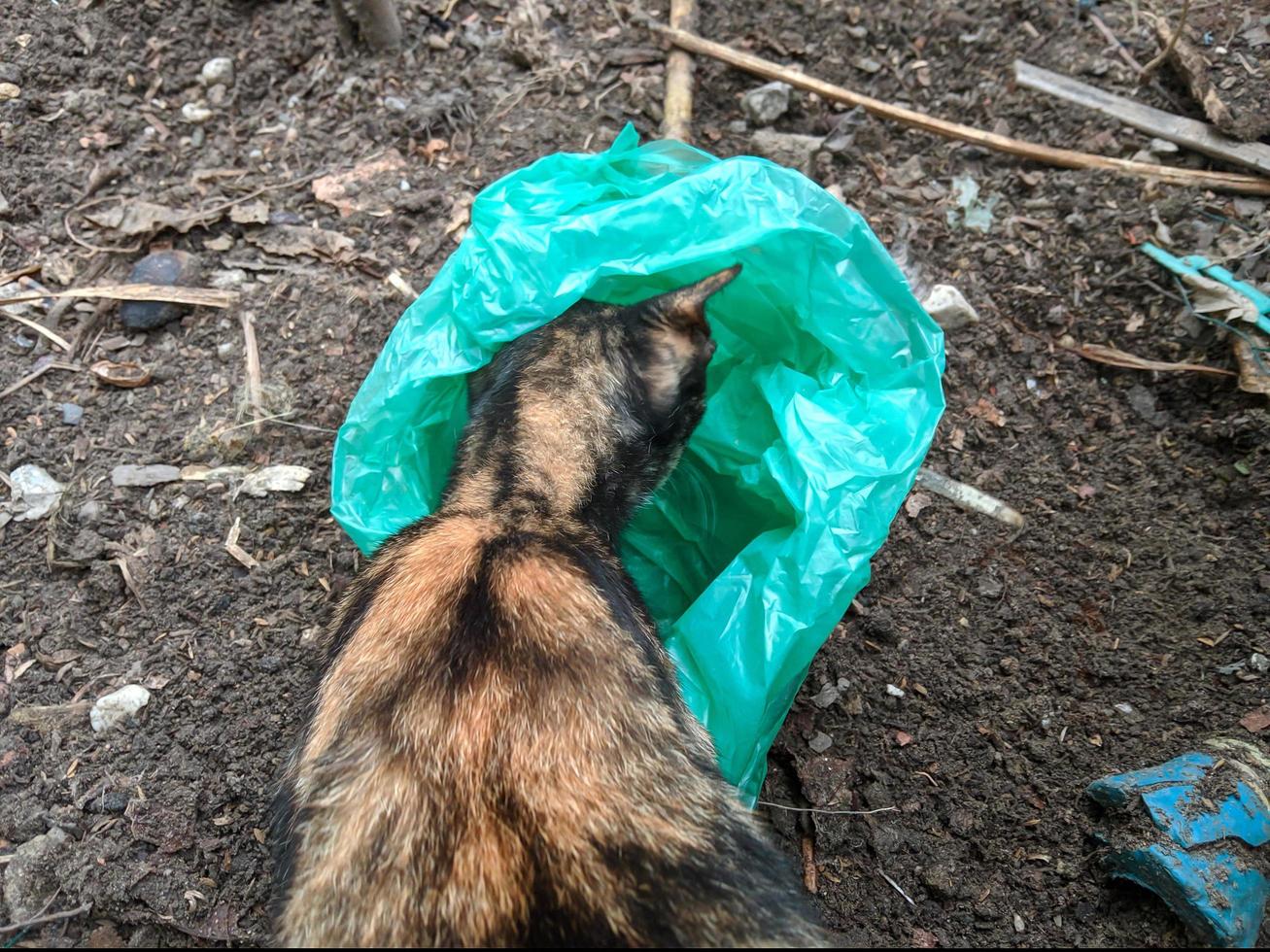 chat rayé à la recherche de nourriture dans des sacs en plastique jetés négligemment photo