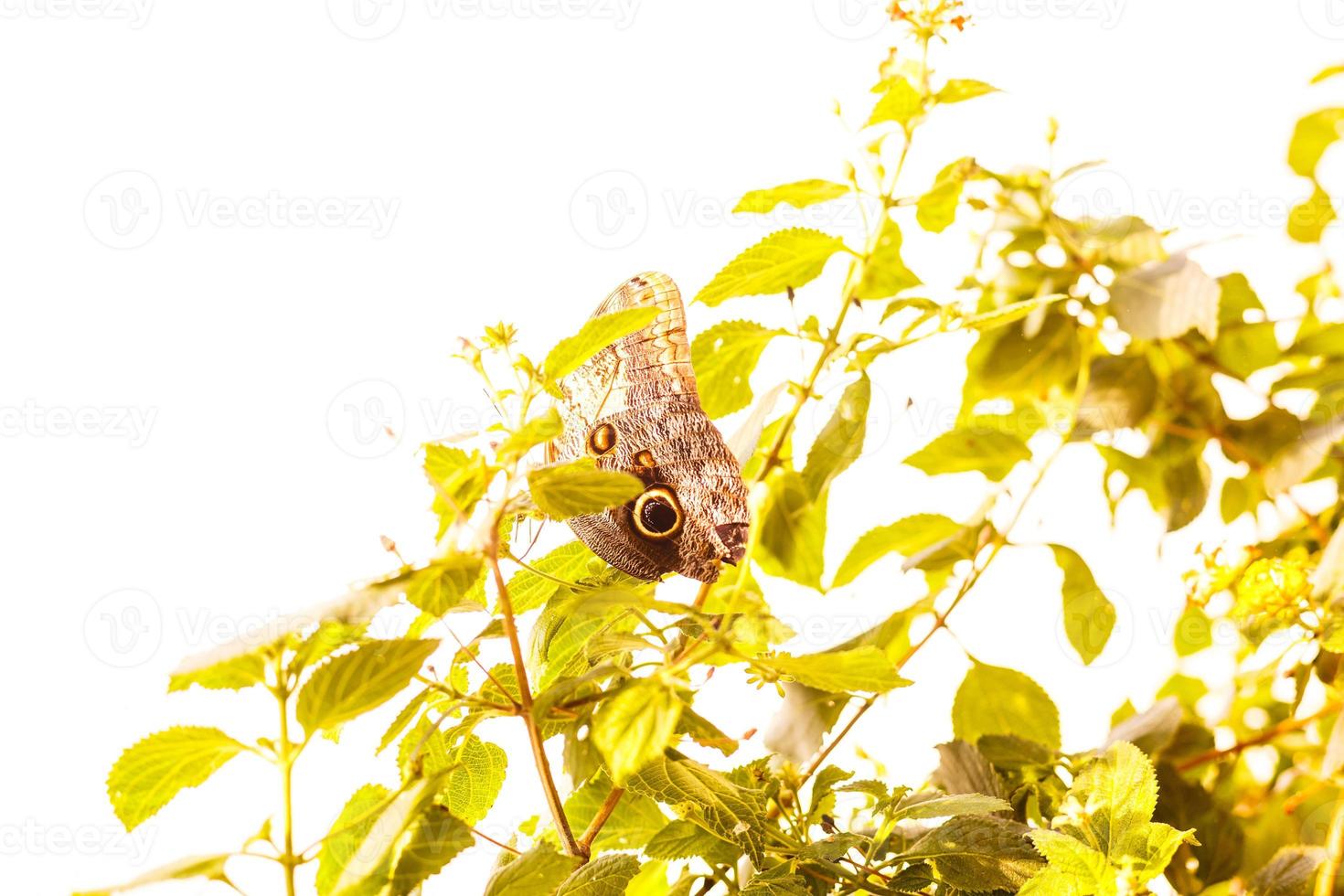 papillon gros plan sur une fleur papillon tigre commun photo