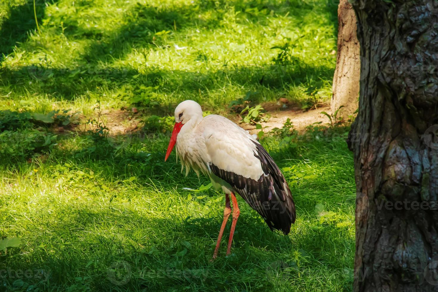 cigogne européenne, ciconia ciconia, en milieu naturel, début de l'été. photo