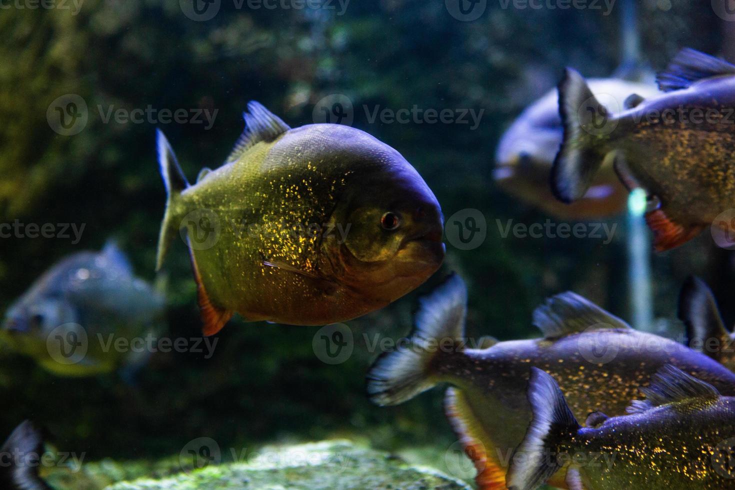 différents poissons tropicaux sous l'eau photo