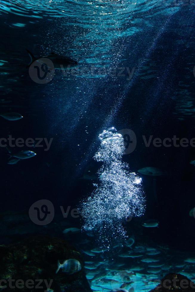 différents poissons tropicaux sous l'eau photo