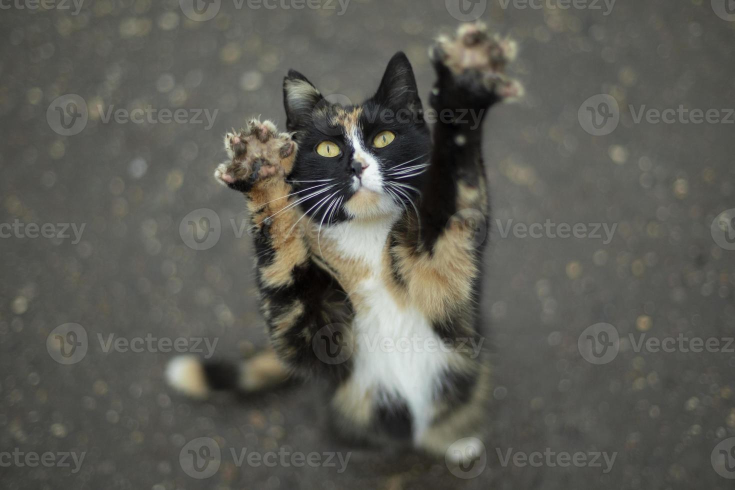 le chat se tient sur ses pattes arrière. animal mignon. l'animal demande de la nourriture. photo