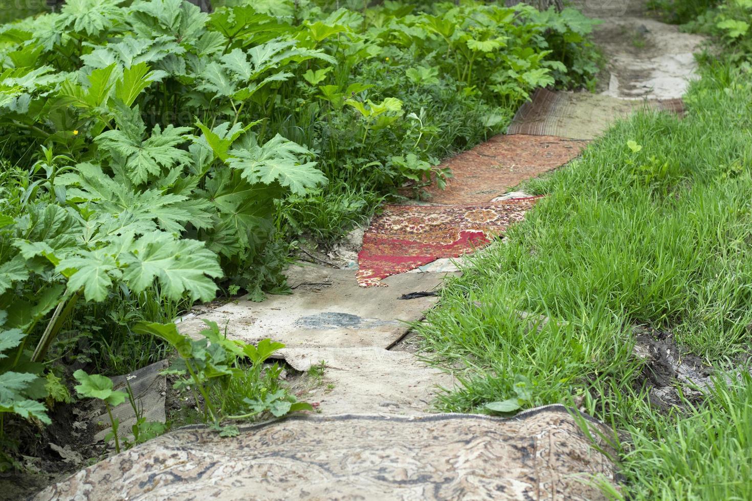 route dans les fourrés. chemin de tapis. chemin dans les fourrés. plantes vertes dans un endroit abandonné. photo