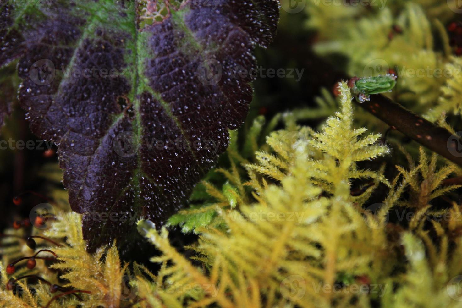 gros plan de mauvaises herbes dans une forêt tropicale froide photo